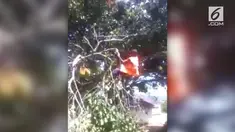 Video seorang pria terjatuh saat menebang pohon.