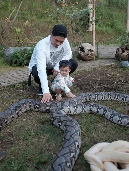 Siapa yang menyangka jika Natusha merupakan sosok anak pemberani. Buktinya adalah ketika ia bermain ular piton bersama sang ayah. (Foto: instagram.com/glennalinskie)