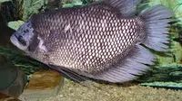 7 Jenis Ikan Gurame yang Cepat Besar dan Cepat Panen, Pertimbangan Penting Budidaya Optimal