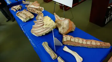 Fosil Dinosaurus tampak dimeja saat acara pemulangan fosil kepada pihak Mongolia di New York, Amerika, (5/4). Fosil ini merupakan hasil sitaan dari penyelundupan fosil internasional. (Kena Betancur/AFP)