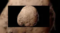 Seorang fotografer memiliki obsesi dalam memoto kentang. (odditycentral)