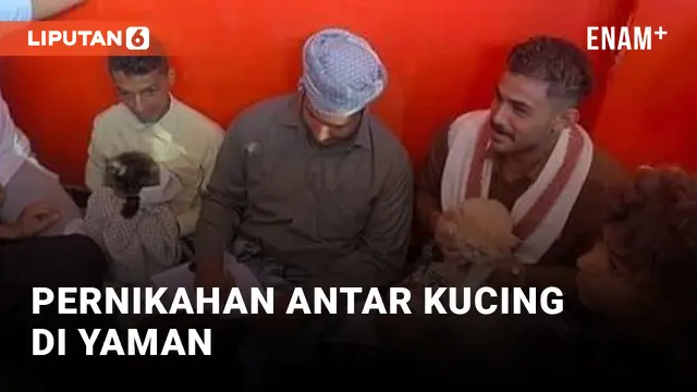 VIDEO: Edan! Warga Yaman Gelar Pernikahan Antar Kucing