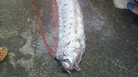 Ikan serupa sempat ditemukan banyak terdampar di pantai sebelum tsunami dan gempa bumi melanda Jepang pada 11 Maret 2011. (Liputan6.com/Fauzan)