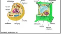 Ilustrasi Sel Tumbuhan dan Hewan (sumber belajar kemdikbud)