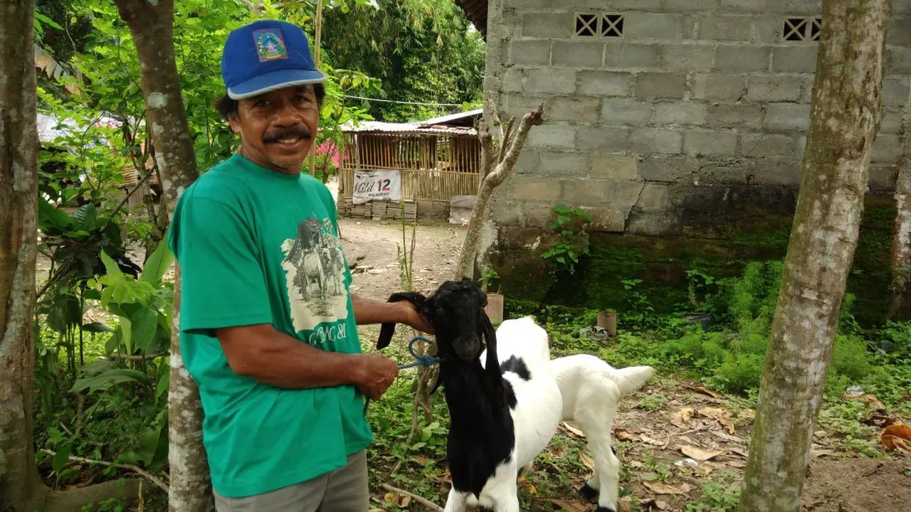 kambing