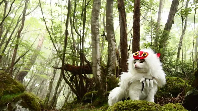 kucing cosplay
