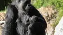 Bayi gorila betina berusia tiga minggu berada dalam pelukan induknya, Ndjia, di Kebun Binatang Los Angeles, California, Selasa (11/2/2020). Bayi yang belum diketahui namanya itu merupakan bayi gorila pertama yang lahir di bonbin Los Angeles dalam dua puluh tahun. (Mario Tama/Getty Images/AFP)