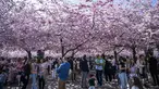 Orang-orang mengunjungi area pohon sakura di taman Kungstradgarden di Stockholm, Swedia, Rabu (1/5/2024). (Jonathan NACKSTRAND / AFP)