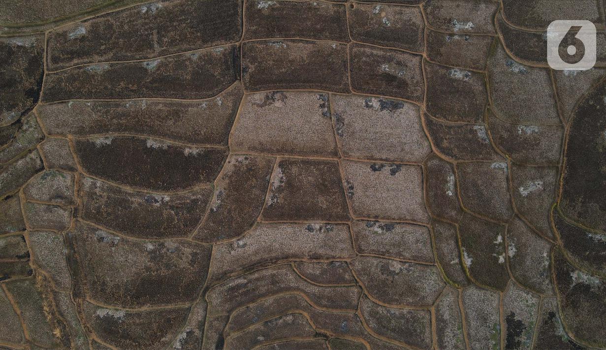 Kondisi ini membuat banyak petani terpaksa menganggur lantaran tak bisa menggarap sawahnya. Beberapa petani bahkan sempat mengalami gagal panen. (merdeka.com/Imam Buhori)