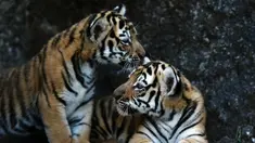 Dua ekor anak Harimau Bengal di penampungan hewan FURESA, Jayaque, San Salvador, Selasa (31/1). Empat anak harimau bengal, sebuah spesies yang terancam punah, berhasil lahir melalui persalinan normal. (AFP PHOTO/ Marvin RECINOS)