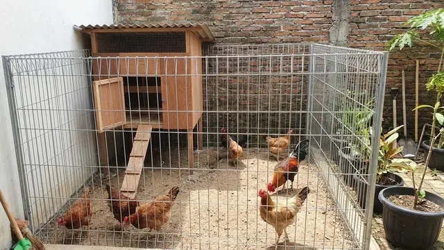 Desain Kandang Ayam Mini