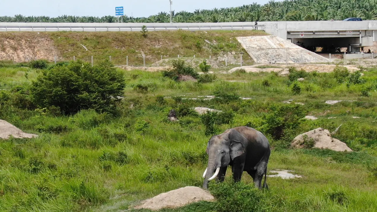 Hutama Karya membangun terowongan gajah di sejumlah titik jalan tol Pekanbaru-Dumai