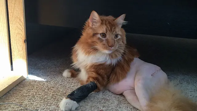 Potret Kucing Dengan Bulu Aneh Setelah Operasi, Bikin Geli. (Sumber: boredpanda)