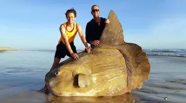 Seekor ikan matahari (Mola mola) berukuran raksasa ditemukan mati terdampar di bibir sungai Murray, Australia Selatan pada 16 Maret 2019. Penemuan ikan raksasa dengan bentuk aneh tersebut menjadi viral. (Handout/Courtesy of Linette Grzelak / AFP)