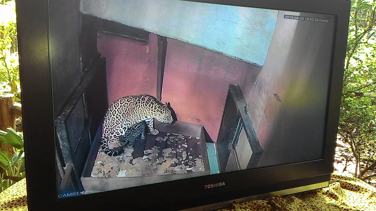Bayi Jaguar Tambah Koleksi Taman Safari