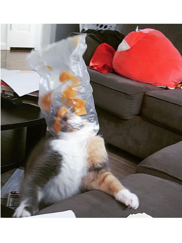 8 Potret Hewan Terjebak dalam Wadah Saat Mencuri Makanan, Bikin Geleng Kepala