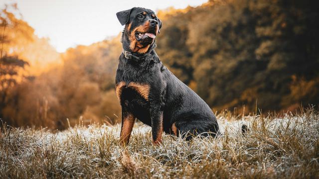 Rottweiler
