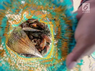 Warga menunjukkan kerang laut hasil tangkapan di pesisir pantai Pulau Pasir, Lombok Timur, Sabtu (3/8/2019). Mereka menangkap kerang untuk dikonsumsi dengan menggunakan alat sederhana yang dibuat dengan besi menyerupai garpu. (Liputan6.com/Fery Pradolo)