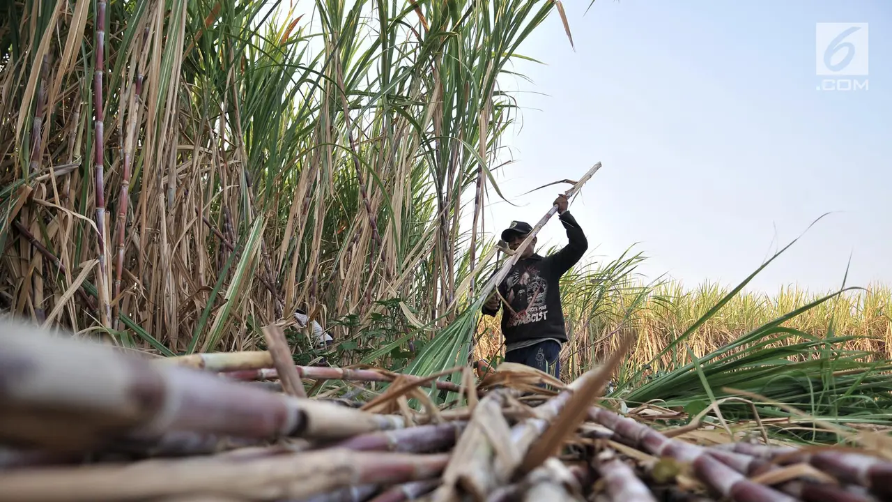 Geliat Petani Tebu di Tengah Ekspansi Gula Impor