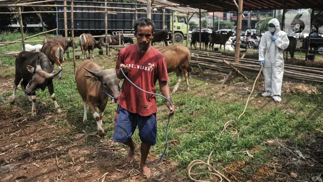 Pemeriksaan Kesehatan Hewan Kurban