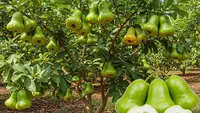 Jenis Pohon Jambu yang Cepat Berbuah dan Mudah Dirawat, Lengkap Kunci Perawatan Optimal
