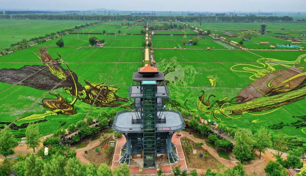 Ide ini diyakini berasal dari Jepang pada tahun 1990-an, dan para petani ini membuat gambar-gambar baru setiap tahunnya.  (STR / AFP)