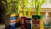 Cara Menanam Seledri di Kemasan Bekas Minyak Goreng, Solusi Kebun Mini di Rumah