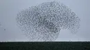 Ribuan burung jalak melakukan migrasi dalam formasi terbang di atas langit lahan pertanian dekat kota Beit Shean di Israel, Kamis (21/12). Mereka terbang bersama-sama untuk menghindari serangan predator seperti elang. (AFP PHOTO/MENAHEM KAHANA)