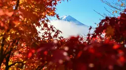 Dengan puncak gunung yang tertutup salju, terutama di musim dingin dan semi, menciptakan kontras visual yang menakjubkan dengan lanskap di bawahnya. Tampak dalam foto, Gunung Fuji, gunung tertinggi di Jepang dengan ketinggian 3.776 meter (12.460 kaki), terlihat di balik daun-daun musim gugur dari kota Fujikawaguchiko, Prefektur Yamanashi, pada Senin 17 November 2025 pagi hari. (Caroline GARDIN/AFP)