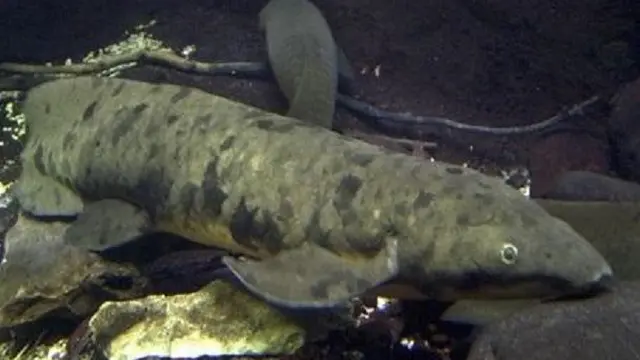 Lungfish (AP)