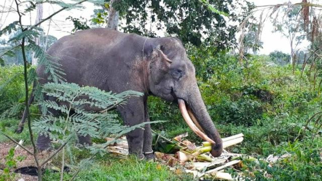 Gajah jinak yang biasa digunakan untuk mengatasi konflik gajah liar dengan masyarakat.