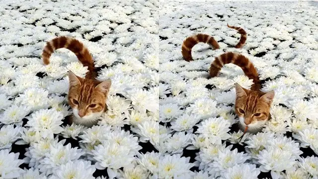 Editan kocak (Sumber: Boredpanda)