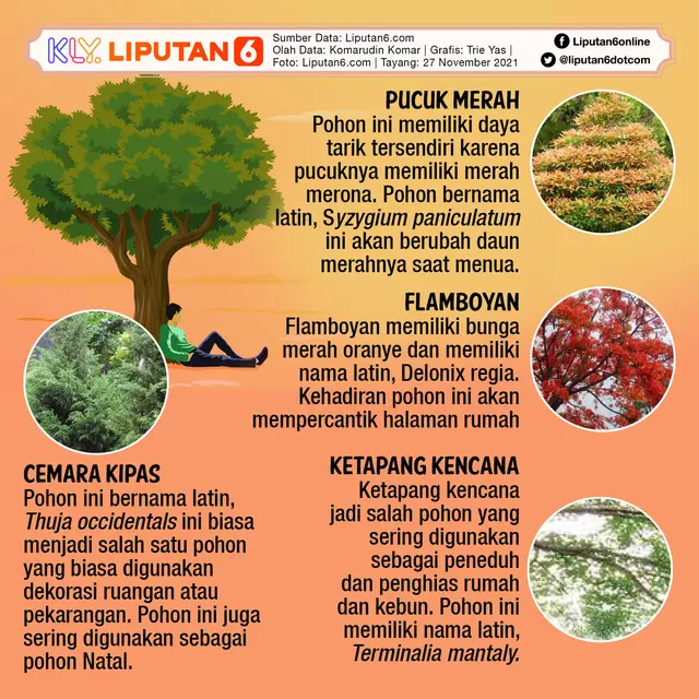 7 Pohon Peneduh dan Nama Latinnya