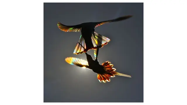 Bak Pelangi, Begini 6 Foto Indahnya Sayap Burung Kolibri Ketika Terkena Sinar Matahari