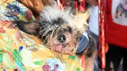 Seekor anjing terrier bernama Scamp the Tramp dinobatkan sebagai pemenang kontes Anjing Terjelek di Dunia atau World's Ugliest Dog di Petaluma, California, AS pada 21 Juni 2019. Tujuan dari kompetisi ini untuk menyadarkan masyarakat dan mempromosikan program adopsi. (JOSH EDELSON/AFP)