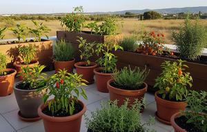 Tanaman Sayur Mini Tahan Panas untuk Musim Kemarau/Gemini AI