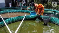 5 Ikan Budidaya Paling Minim Risiko di Desa, Cocok untuk Pemula Modal Terbatas