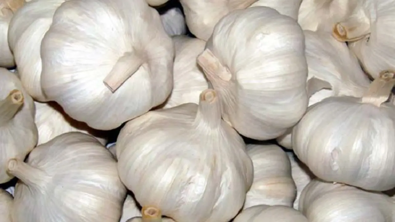 bawang putih