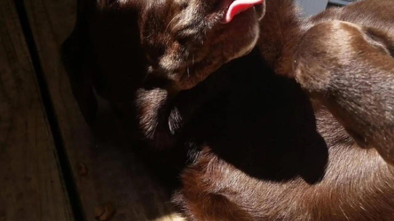 Keceriaan 7 Anjing Pecinta Matahari Ini Bakal Awali Aktivitasmu