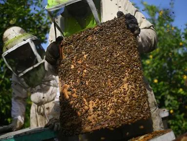 Pekerja mengambil sarang lebah saat panen di Beit Hanun, Jalur Gaza utara, Minggu (30/4). Peternakan lebah ini menghasilkan 4000 kilo madu setiap tahun yang hanya dijual di Jalur Gaza. (AFP PHOTO / MOHAMMED ABED)