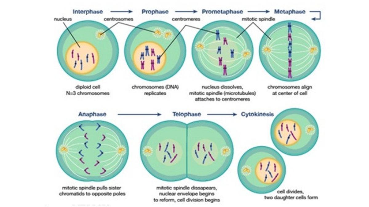 Mitosis Adalah Proses Pembelahan Inti Sel, Kenali Pengertian dan Fase ... Biology Diagrams