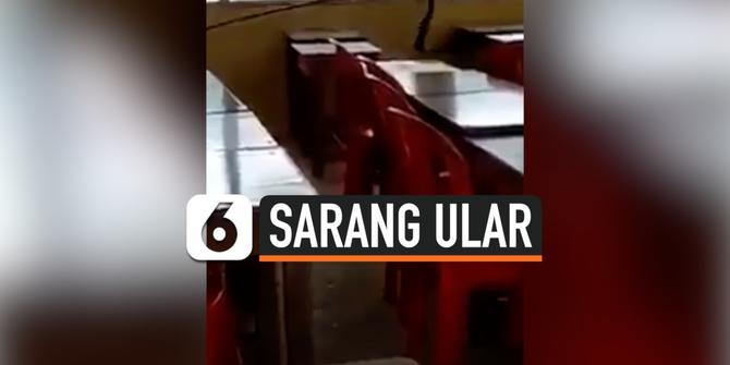 VIDEO: Detik-Detik Sarang Ular Kobra ditemukan di Ruang Kelas Kosong
