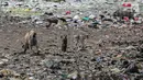 Kawanan kambing mencari makan dari sampah rumah tangga di permukiman kumuh Muara Baru, Penjaringan, Jakarta, Selasa (3/9/2019). Sulitnya mencari rumput di Ibu Kota menyebabkan peternak membiarkan kambing-kambing mereka memakan sampah rumah tangga. (Liputan6.com/Faizal Fanani)