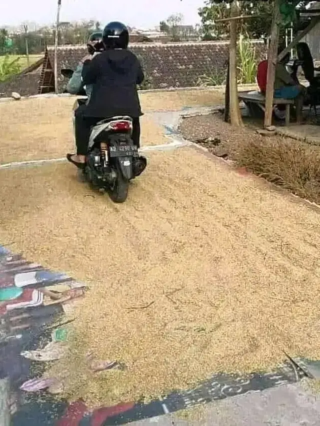 Kumpulan Potret Padi Dijemur di Tengah Jalan, Kendaraan Bermotor Jadi Sulit Melintas (ist)