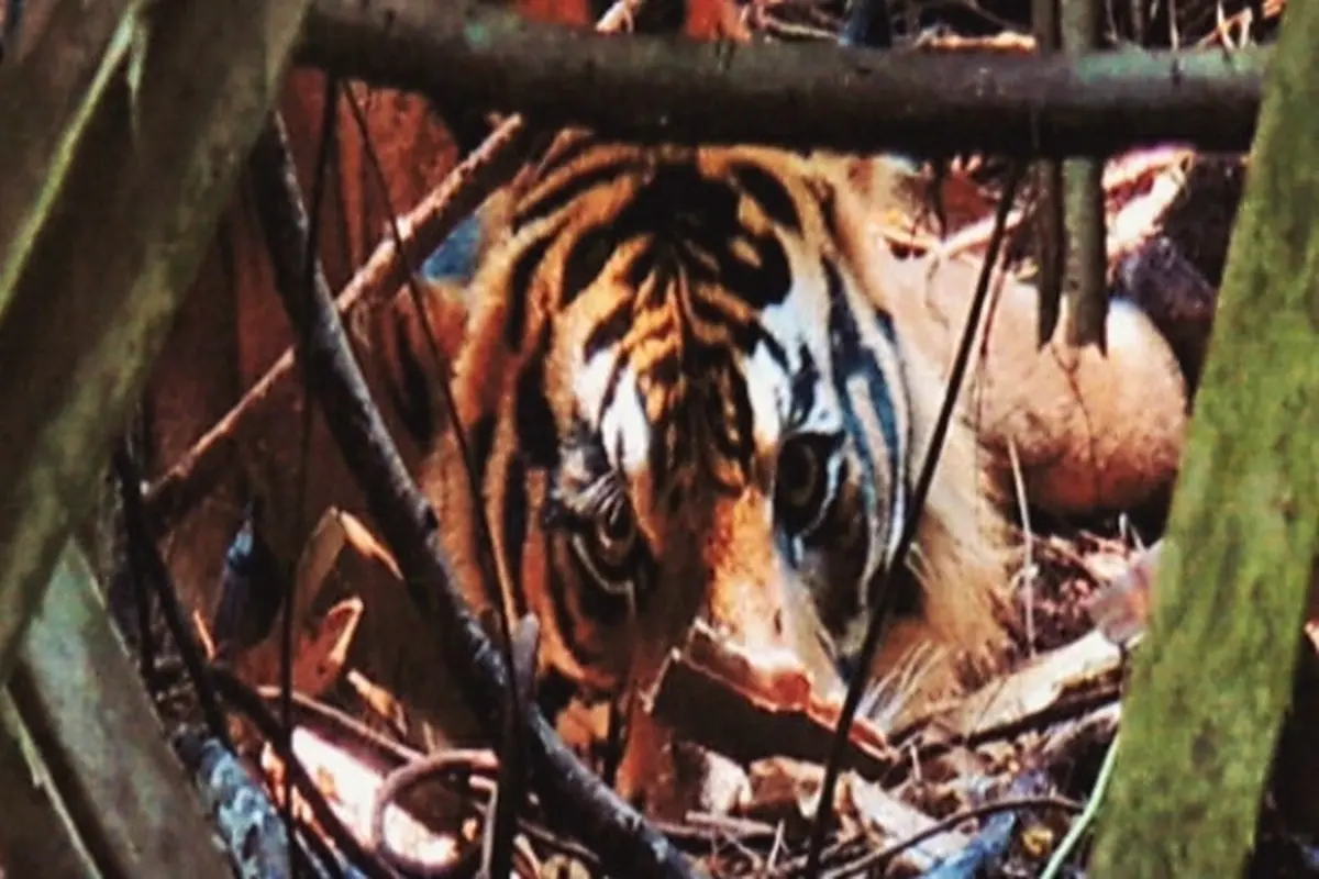 Harimau Sumatra yang pernah terjerat kawat baja di kawasan restorasi ekosistem.