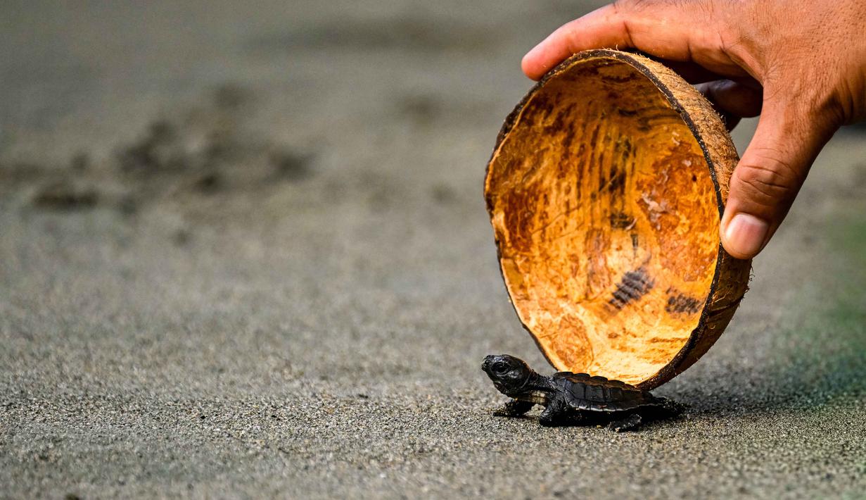 Pelepasan ini bertujuan menjaga populasi penyu laut, memberikan edukasi lingkungan, serta mendukung ekowisata berbasis pelestarian di Aceh. Tampak dalam foto, seekor tukik penyu zaitun (Olive Ridley) dilepasliarkan di sebuah pantai, Banda Aceh, pada 14 April 2026. (CHAIDEER MAHYUDDIN/AFP)