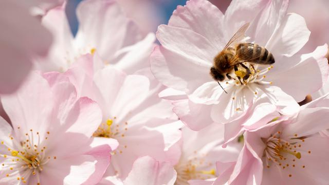 Jelajah Rimba Demi Mendulang Madu Dari Sarang Lebah Liar