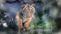 Foto yang diambil pada tanggal 7 Maret 2024 ini menunjukkan seekor anak Harimau Sumatera bernama Kala, melalui sebuah kaca, di kebun binatang Bioparco (Kebun Binatang Biopark), di Roma. (Tiziana FABI/AFP)