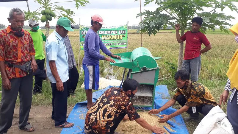 Panen padi tahan air asin. (Foto: Liputan6.com/Muhamad Ridlo)