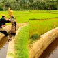 Momen apes pasangan pengantin di sawah (Sumber: Instagram/receh.ajg)